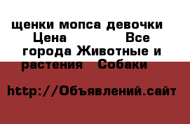 щенки мопса девочки › Цена ­ 25 000 - Все города Животные и растения » Собаки   